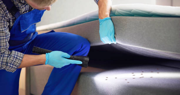 Best Local Pest Control Services  in Enochville, NC